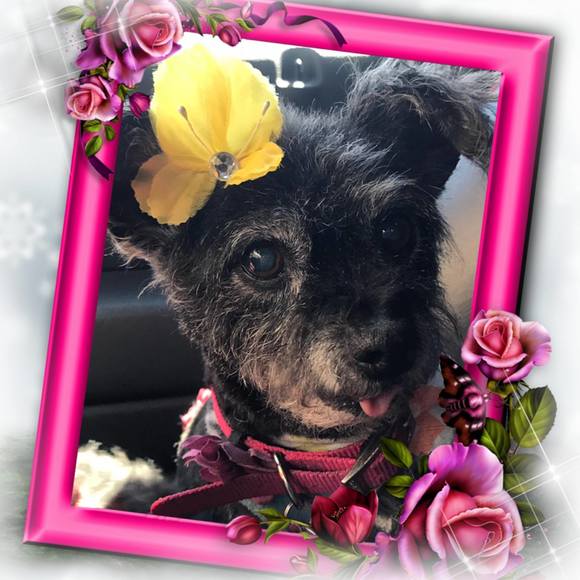 Meet your Posher, Joy - Picture 1 of 1